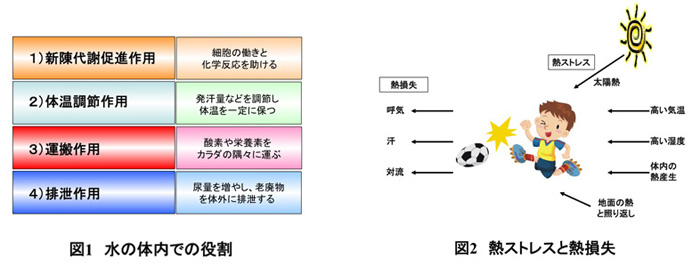 図1　水の体内での役割