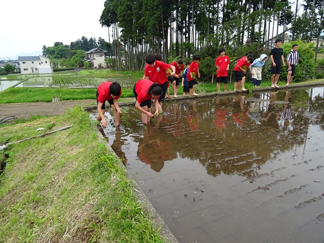 田植え