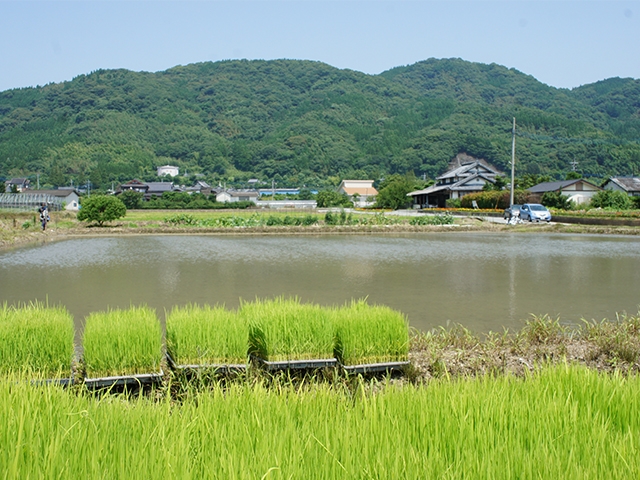 田植え体験　～JFAアカデミー熊本宇城 ダイアリー～