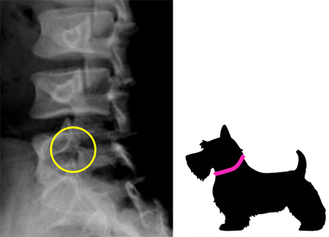 単純X線:スコッチテリアサイン(首輪)